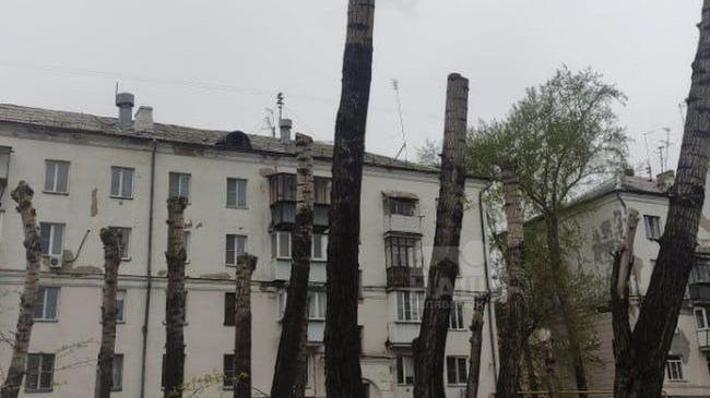 🌳 Жители ЧМЗ жалуются на варварскую обрезку деревьев 